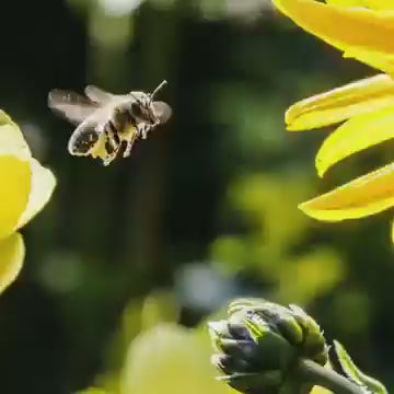 Bee Venom Joint and Bone Therapy Cream (Pack of 2)